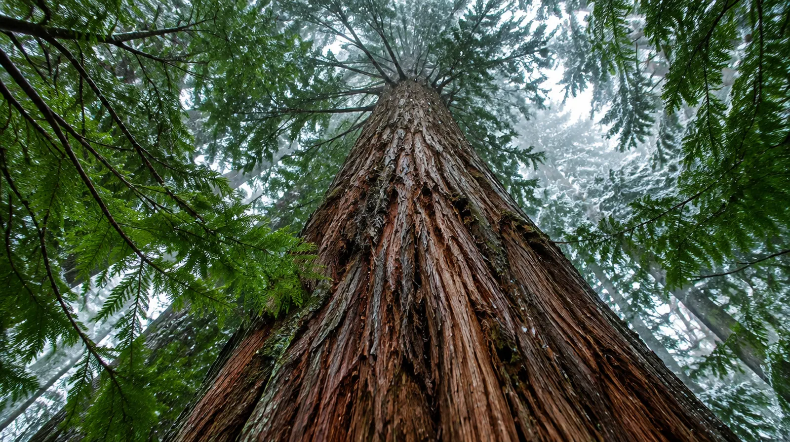 Looking up a tall cedar trunk toward the canopy